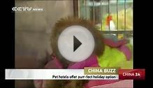 Inside China’s new pet hotels